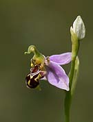 3135 Bee Orchid 01 Chris Gilbert, Ravenseye Gallery, Peak District, Photographs, Courses
